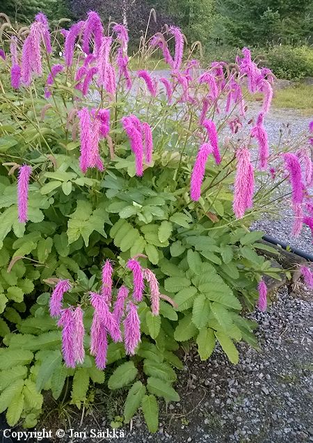 Sanguisorba hakusanensis